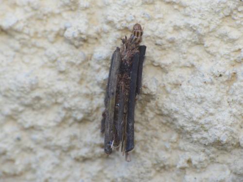 Psyche sp.